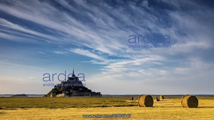 : Mont Saint-Michel with cloud formations over a golden field : Mont Saint-Michel with cloud formations over a golden field