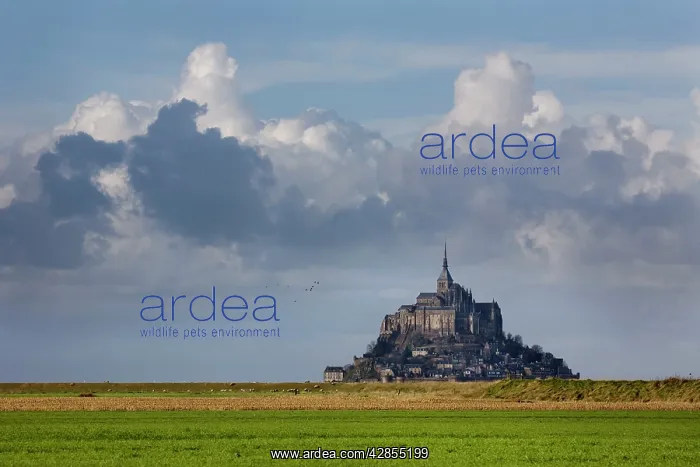  : Mont Saint-Michel, Normandy, France