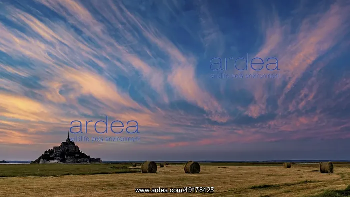: Mont Saint-Michel at sunset with dramatic sky and straw bales : Mont Saint-Michel at sunset with dramatic sky and straw bales