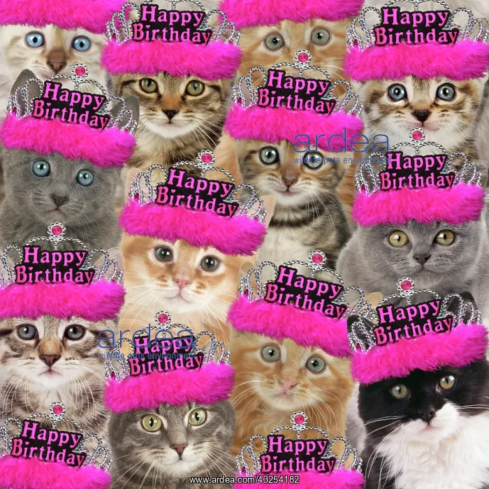 : Montage of cats wearing pink Happy Birthday tiaras : Montage of cats wearing pink Happy Birthday tiaras