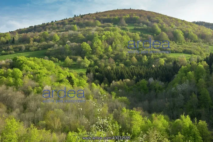 : Montagne de la Frau wooded slopes in spring eastern : Montagne de la Frau wooded slopes in spring eastern