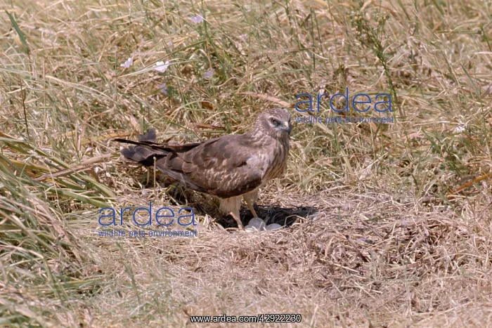 : MontaguIs HARRIER - female with eggs : MontaguIs HARRIER - female with eggs