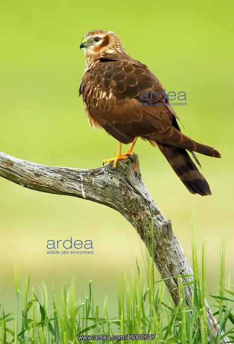 : Montagu's Harrier : Montagu's Harrier