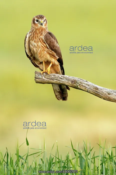 : Montagu's Harrier : Montagu's Harrier