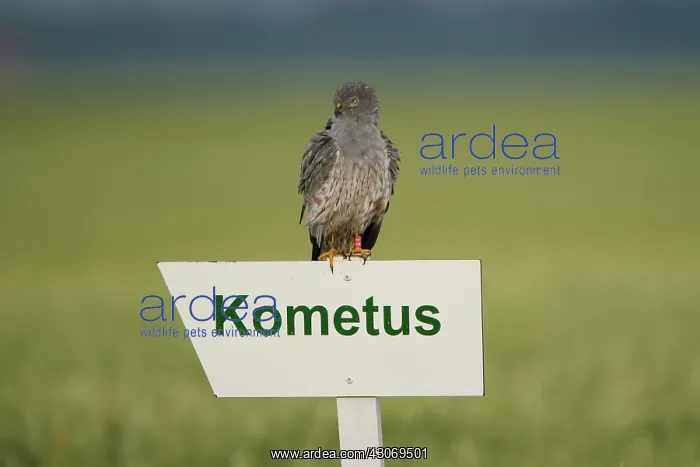 : Montagu's Harrier : Montagu's Harrier