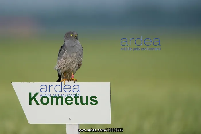 : Montagu's Harrier : Montagu's Harrier