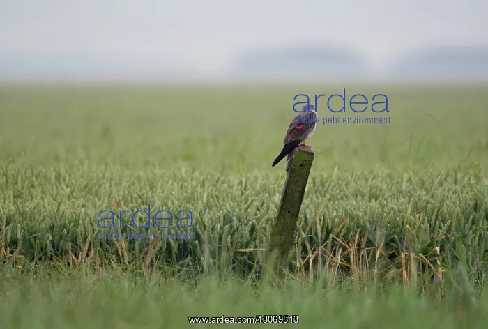 : Montagu's Harrier : Montagu's Harrier