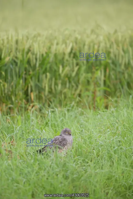  : Montagu's Harrier