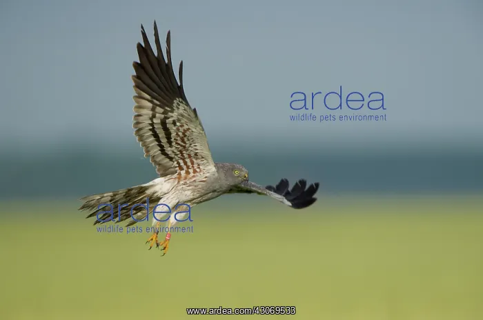 : Montagu's Harrier : Montagu's Harrier