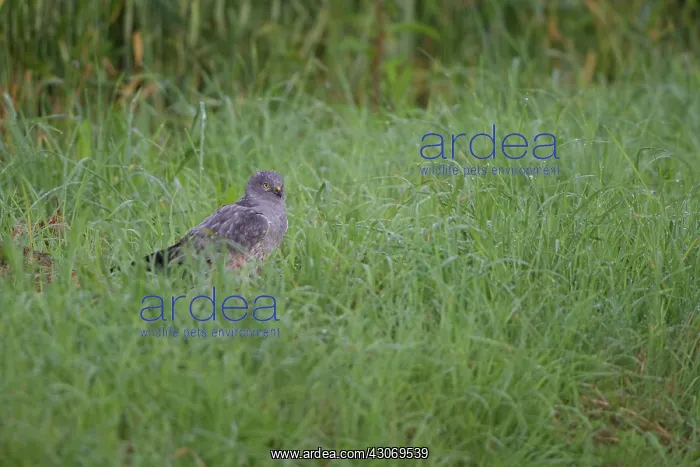 : Montagu's Harrier : Montagu's Harrier