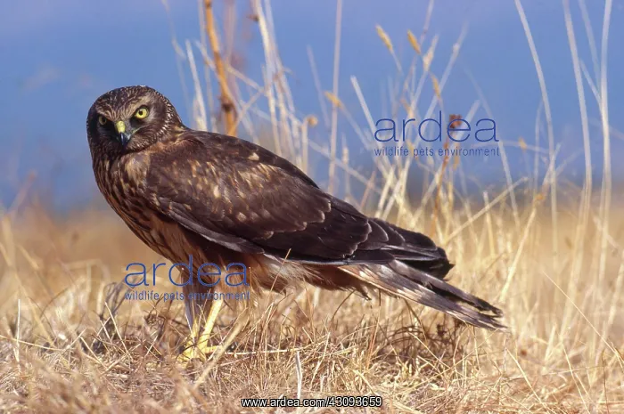 : Montagu's Harrier : Montagu's Harrier