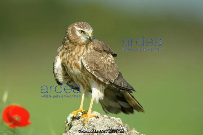 : Montagu's Harrier - Adult female : Montagu's Harrier - Adult female