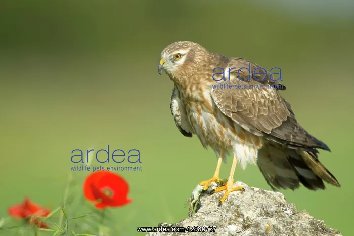 : Montagu's Harrier - Adult female : Montagu's Harrier - Adult female