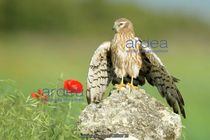 : Montagu's Harrier - Adult female : Montagu's Harrier - Adult female