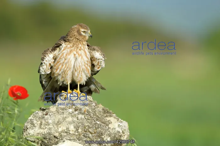 : Montagu's Harrier - Adult female : Montagu's Harrier - Adult female