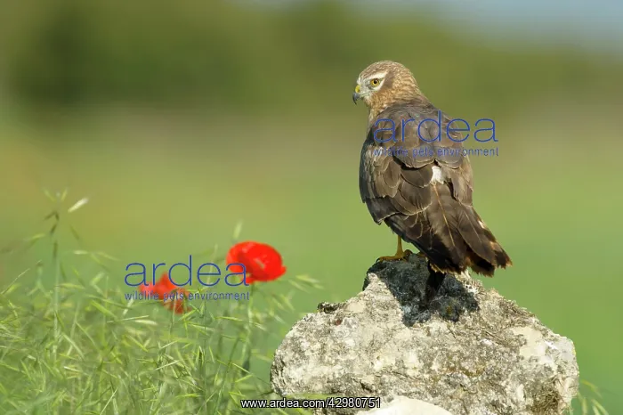 : Montagu's Harrier - Adult female : Montagu's Harrier - Adult female