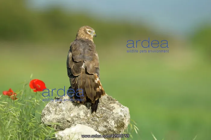 : Montagu's Harrier - Adult female : Montagu's Harrier - Adult female