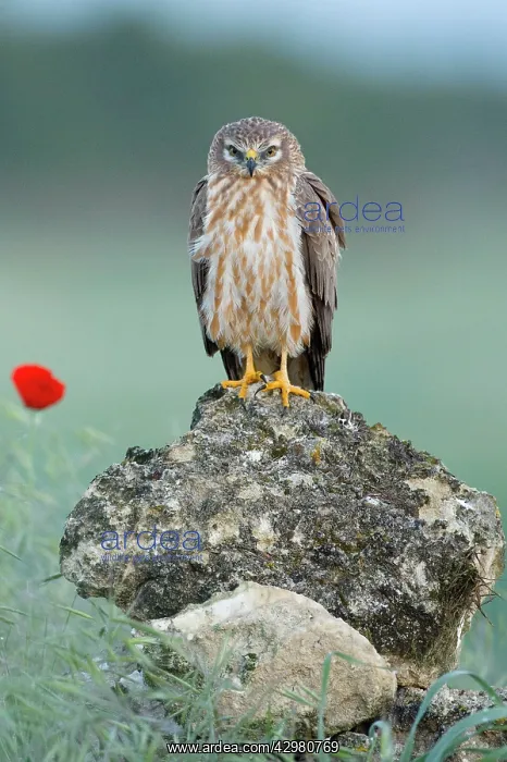  : Montagu's Harrier - Adult female