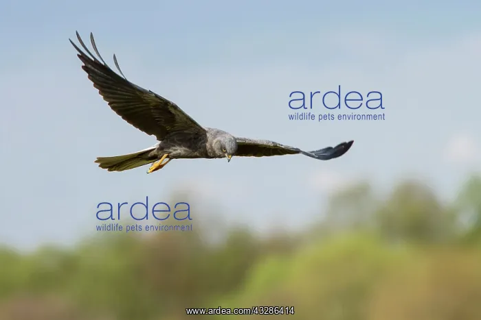 : Montagu's Harrier - adult in flight : Montagu's Harrier - adult in flight
