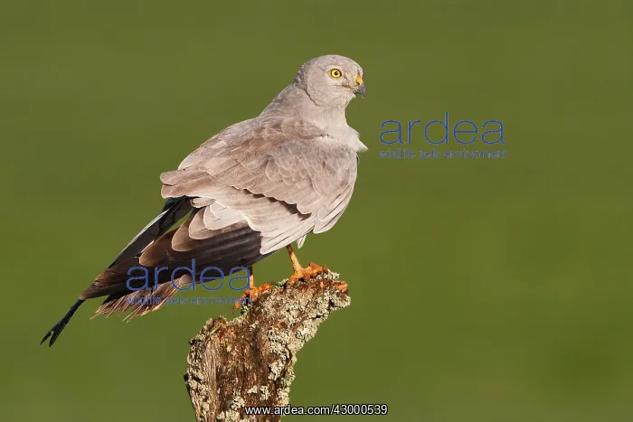: Montagu's Harrier - adult male perched on a log : Montagu's Harrier - adult male perched on a log