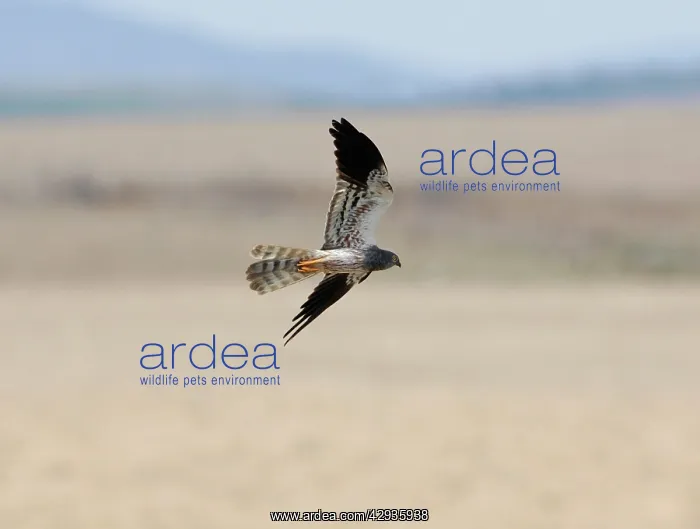 : Montagu's Harrier - adult male, September : Montagu's Harrier - adult male, September