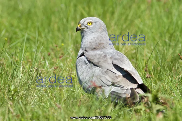 : Montagu's Harrier adult male standing in grass : Montagu's Harrier adult male standing in grass
