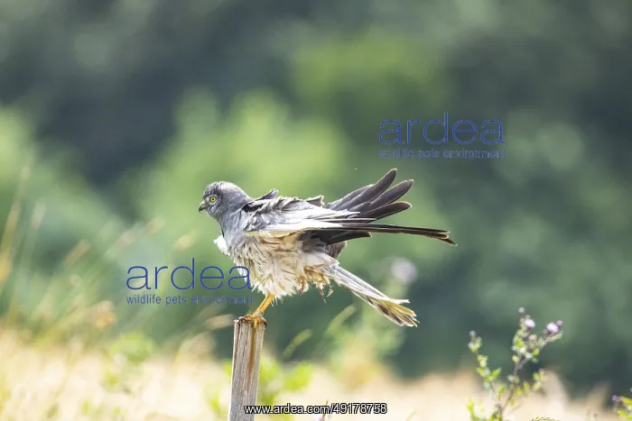 : Montagu's harrier (Circus pygargus) ml Germany Montagu's harrier (Circus pygargus) ml Germany : Montagu's harrier (Circus pygargus) ml Germany Montagu's harrier (Circus pygargus) ml Germany