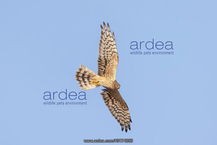  : Montagu's Harrier female flight