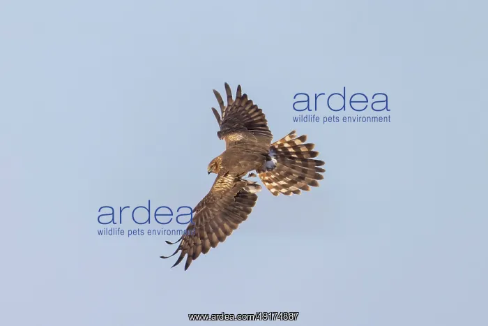: Montagu's Harrier female flight : Montagu's Harrier female flight