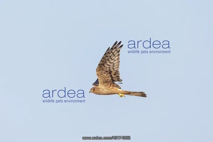 : Montagu's Harrier female flight : Montagu's Harrier female flight