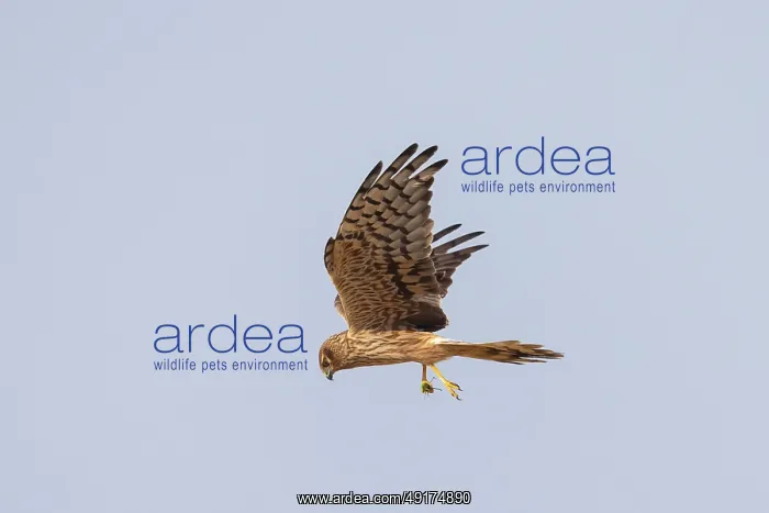  : Montagu's Harrier female flight
