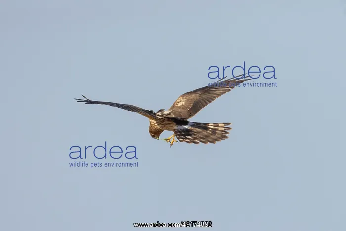 : Montagu's Harrier female flight : Montagu's Harrier female flight