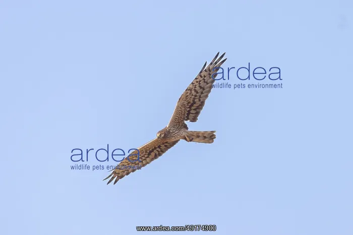 : Montagu's Harrier female flight : Montagu's Harrier female flight