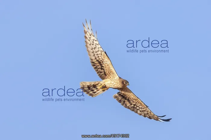 : Montagu's Harrier female flight : Montagu's Harrier female flight