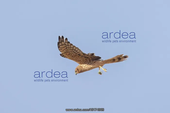: Montagu's Harrier female flight : Montagu's Harrier female flight