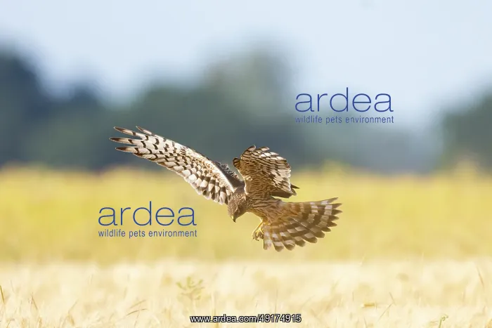 : Montagu's Harrier female flight : Montagu's Harrier female flight