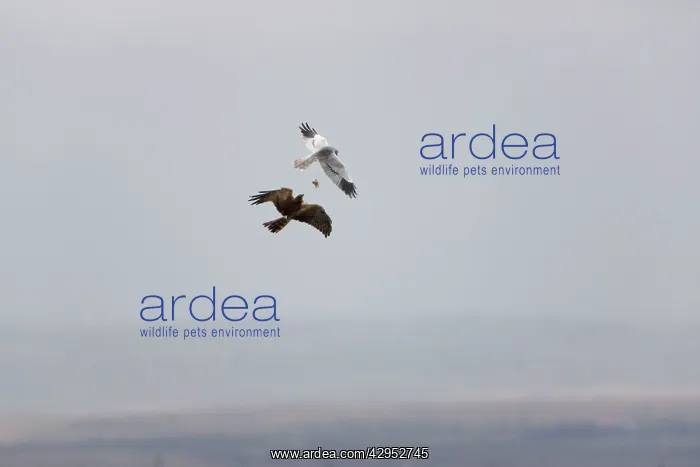 : Montagu's Harrier - food pass in flight : Montagu's Harrier - food pass in flight