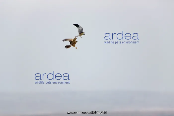  : Montagu's Harrier - food pass in flight
