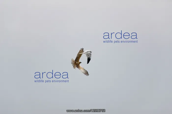  : Montagu's Harrier - food pass in flight
