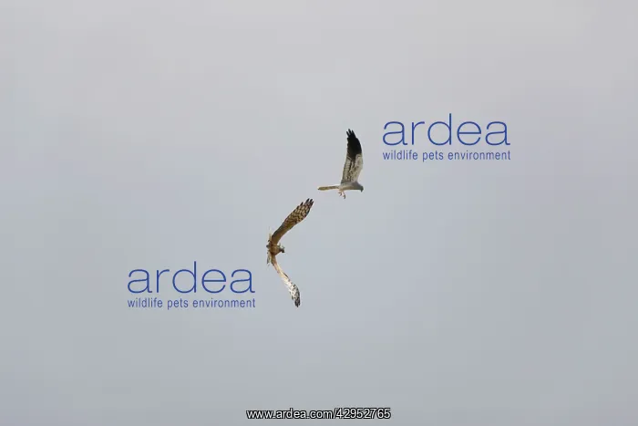 : Montagu's Harrier - food pass in flight : Montagu's Harrier - food pass in flight