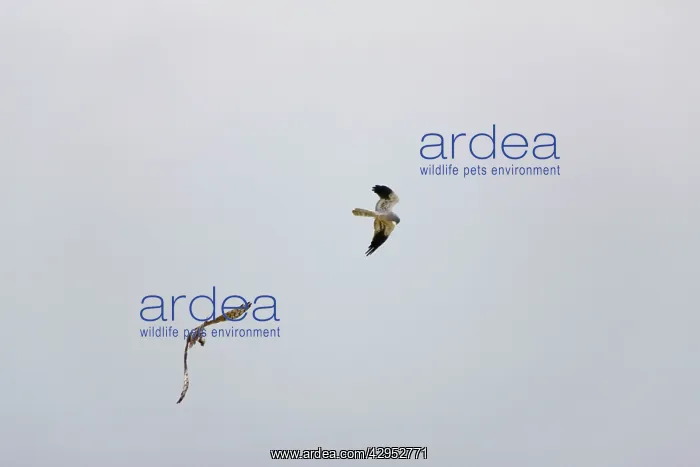  : Montagu's Harrier - food pass in flight