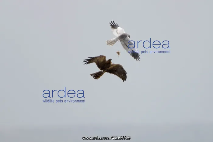 : Montagu's Harrier - food pass in flight : Montagu's Harrier - food pass in flight