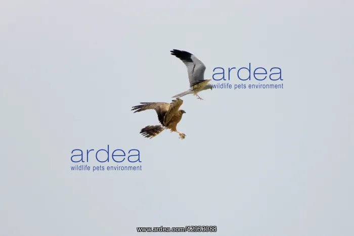 : Montagu's Harrier - food pass in flight : Montagu's Harrier - food pass in flight