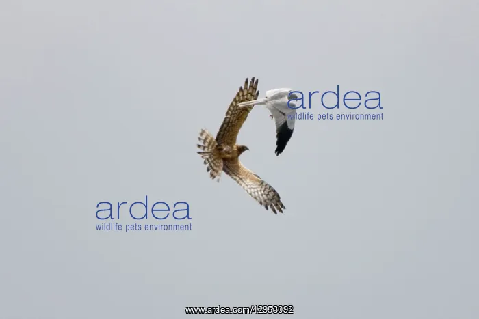 : Montagu's Harrier - food pass in flight : Montagu's Harrier - food pass in flight