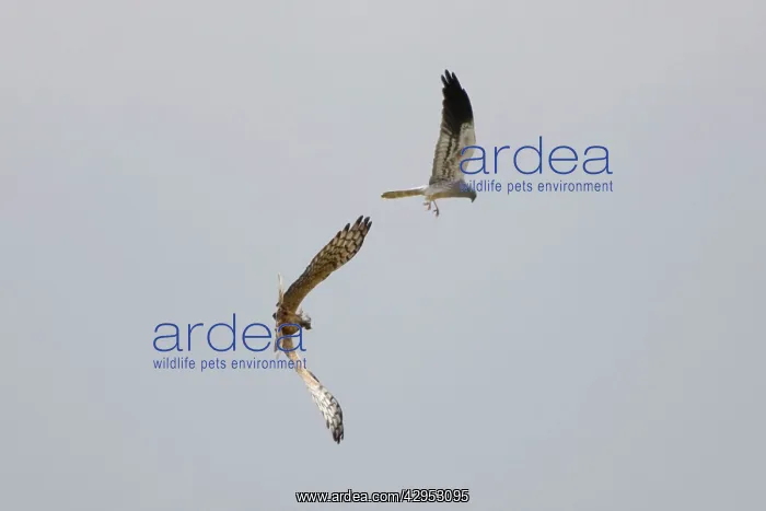 : Montagu's Harrier - food pass in flight : Montagu's Harrier - food pass in flight
