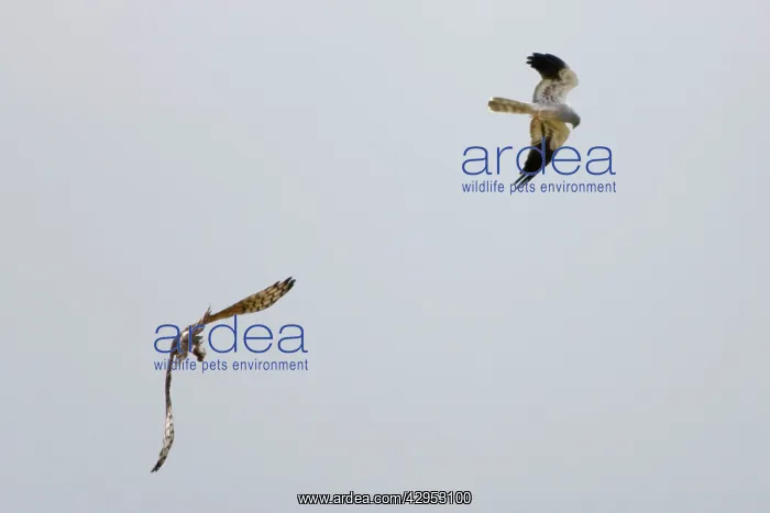 : Montagu's Harrier - food pass in flight : Montagu's Harrier - food pass in flight