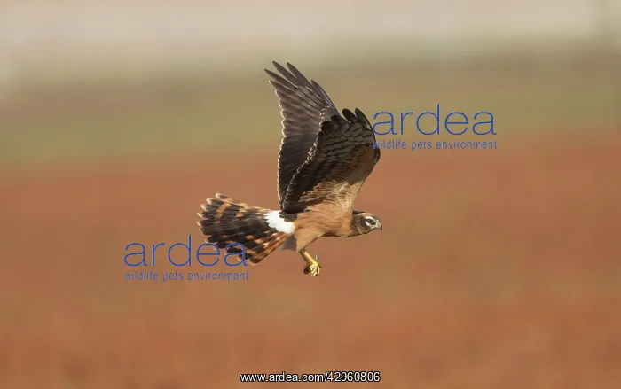 : Montagu's Harrier - juvenile in flight - with a dragonfly : Montagu's Harrier - juvenile in flight - with a dragonfly