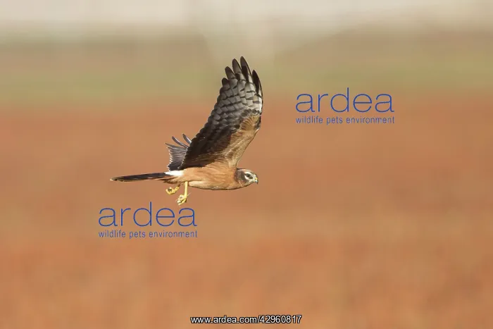 : Montagu's Harrier - juvenile in flight - with a dragonfly : Montagu's Harrier - juvenile in flight - with a dragonfly