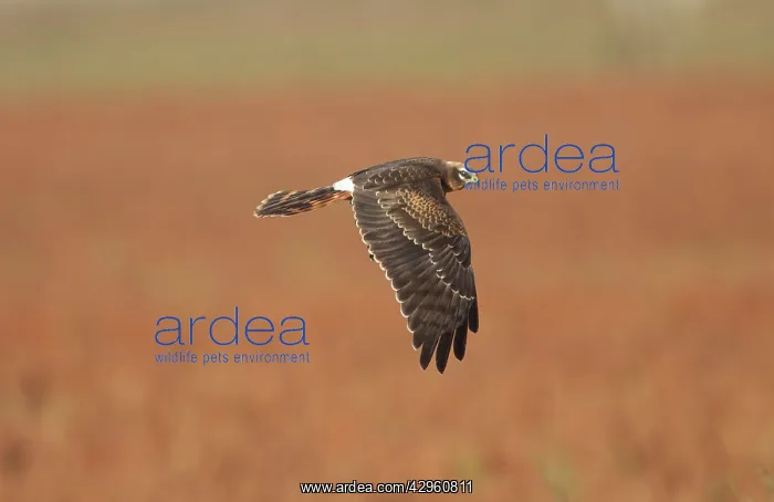 : Montagu's Harrier - juvenile in flight - hunting : Montagu's Harrier - juvenile in flight - hunting