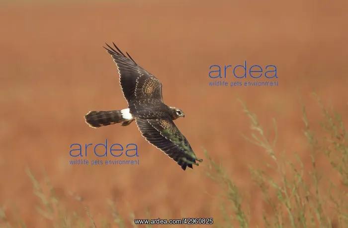 : Montagu's Harrier - juvenile in flight - hunting - : Montagu's Harrier - juvenile in flight - hunting -